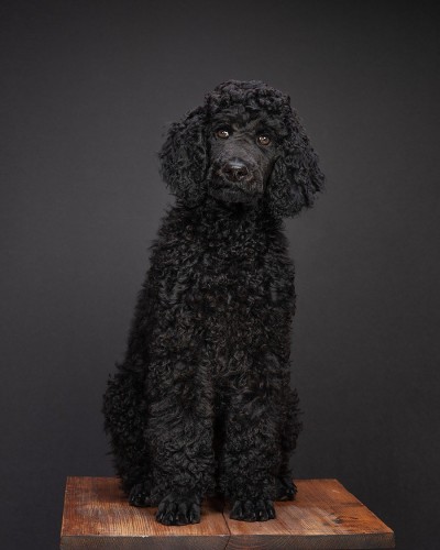 portraits_033