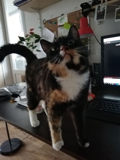 2019-04-18 17-53-34