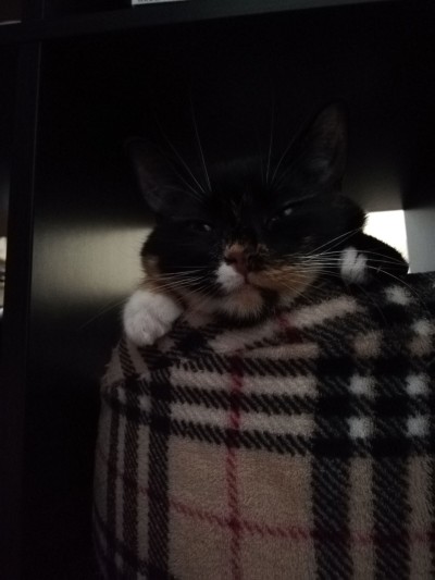 2019-04-19 11-45-54