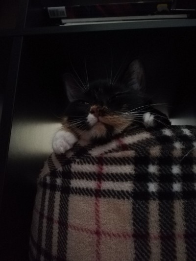 2019-04-19 11-46-15