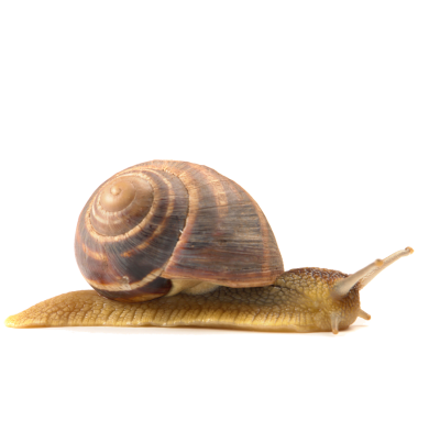 csiga