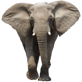 elefant