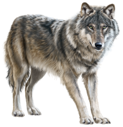 farkas