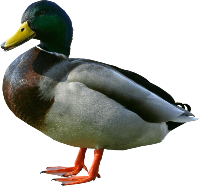 kacsa