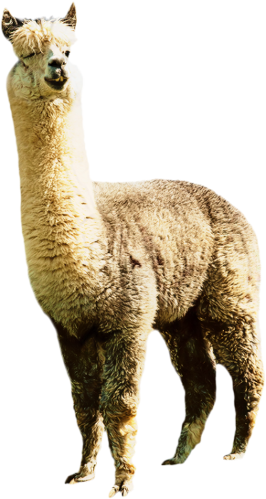 lama