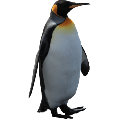 pingvin