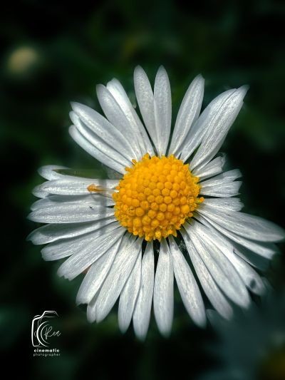 Macro Shot of Common Daisy Flower on Dark Moody Background-1